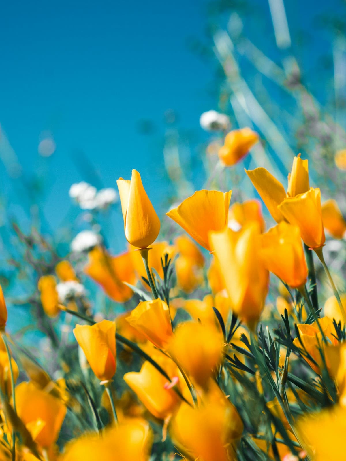 Floral artwork